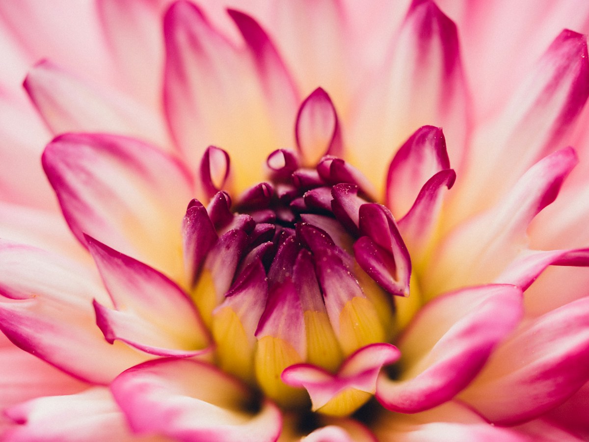 Pink flower detail used to illustrate an image-upscaling preview
